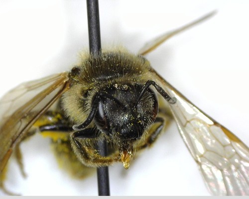 iNaturalist observation photo of Lasioglossum