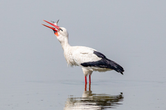 Ciconia ciconia asiatica