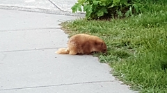 Marmota olympus