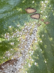 Pseudaulacaspis cockerelli