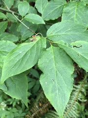 Euonymus occidentalis