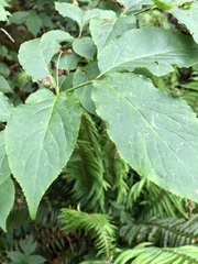 Euonymus occidentalis