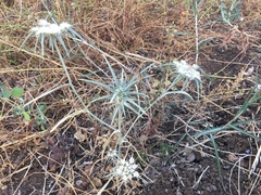 Exoacantha heterophylla