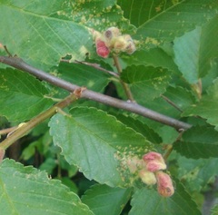 Tetraneura