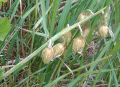 Ornithogalum boucheanum