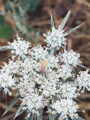 Exoacantha heterophylla