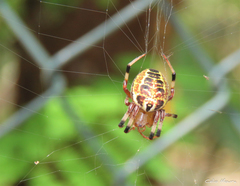 Araneus venatrix