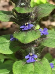 Ajuga reptans