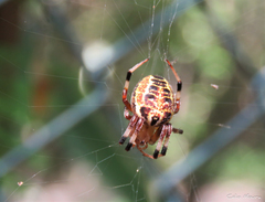Araneus venatrix