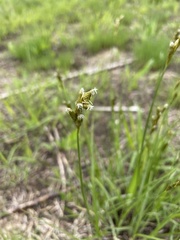 Carex bicknellii