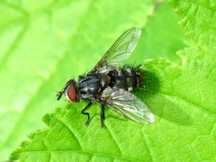 Winthemia quadripustulata