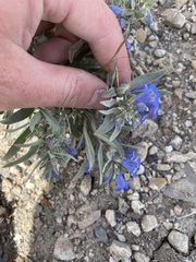 Penstemon dolius