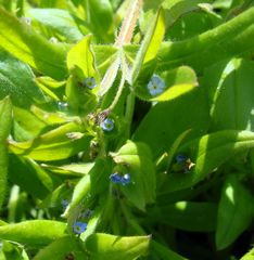 Myosotis sparsiflora