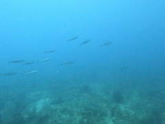 Decapterus