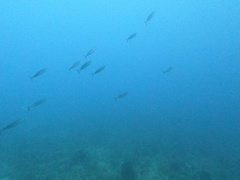 Decapterus