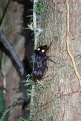 Trichoscarta