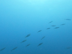 Decapterus