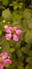 Anthophila