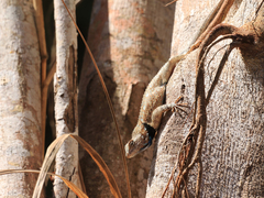 Sceloporus clarkii