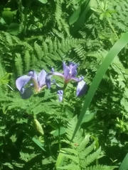 Iris versicolor