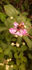 Anthophila