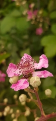 Pterygota