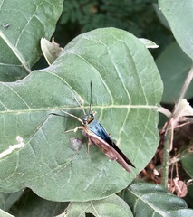 Telegonus fulgerator