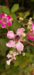Pterygota
