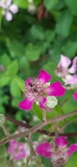 Coleoptera