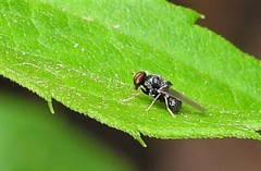 Gowdeyana punctifera