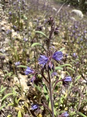 Phacelia quickii