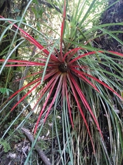 Fascicularia bicolor