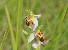 Ophrys apifera trollii