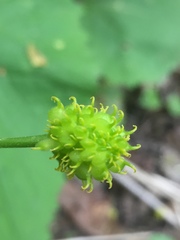 Ranunculus cassubicus