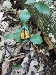 Paratype univitta