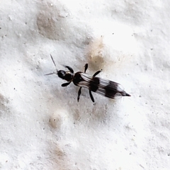 Aeolothripidae