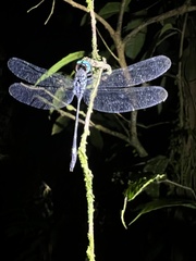 Micrathyria dictynna