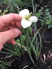 Calochortus apiculatus