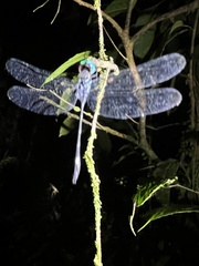 Micrathyria dictynna