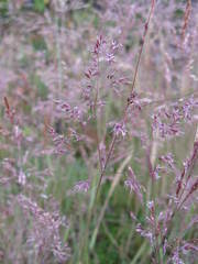 Agrostis vinealis