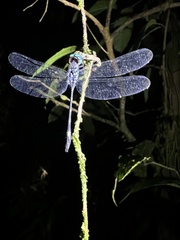 Micrathyria dictynna