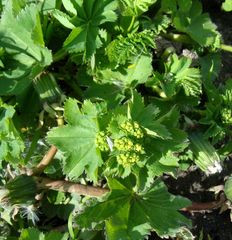 Alchemilla subcrenata