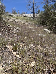 Phacelia quickii