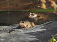 Pelophylax perezi