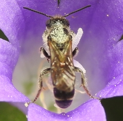 Chelostoma rapunculi
