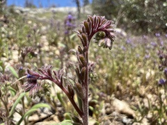 Phacelia quickii