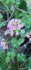 Cardamine raphanifolia