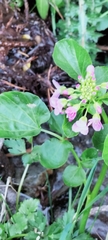 Cardamine raphanifolia