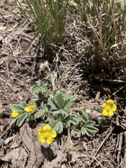 Potentilla rubricaulis