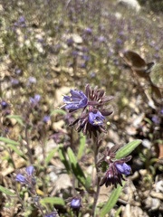 Phacelia quickii